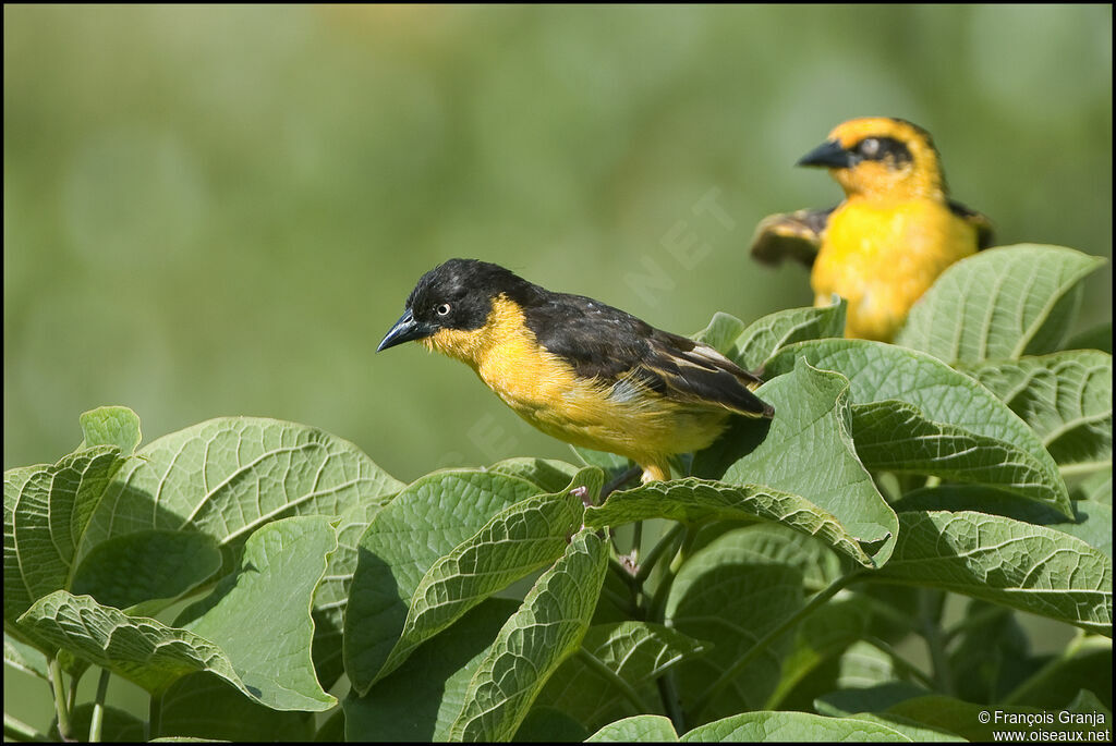 Baglafecht Weaver 