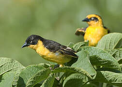 Baglafecht Weaver