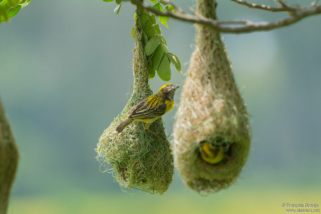 Baya Weaver