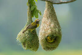 Baya Weaver