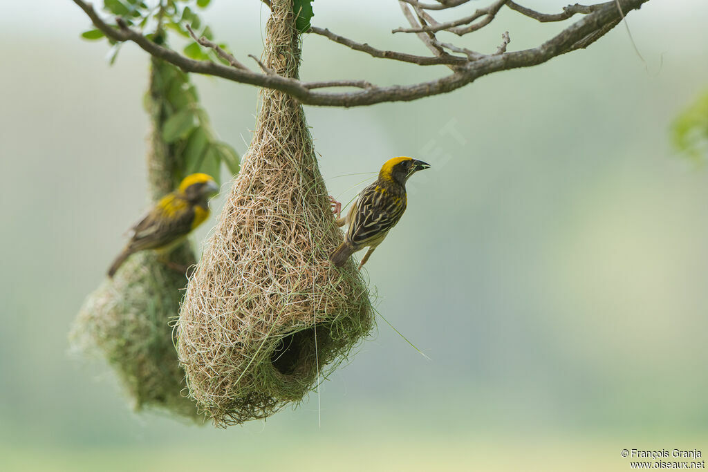 Baya Weaver