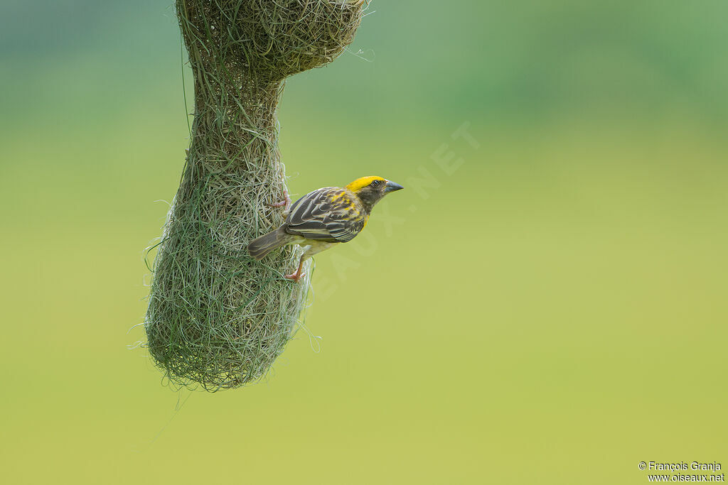 Baya Weaver