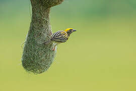 Baya Weaver