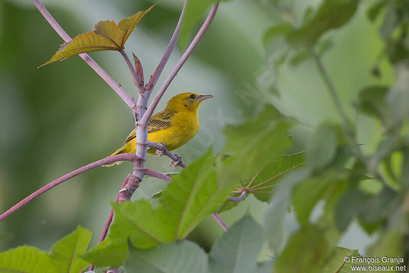 Slender-billed Weaveradult