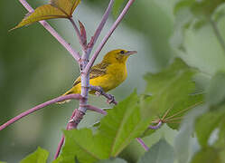 Slender-billed Weaver