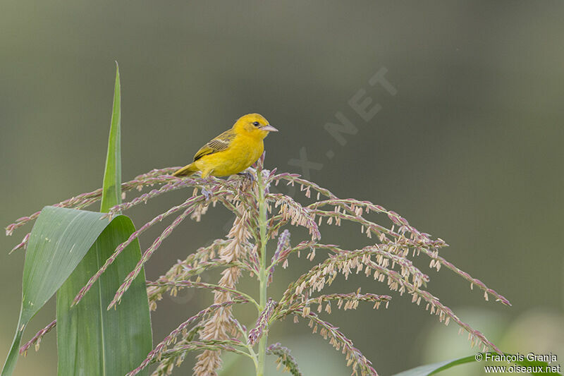 Slender-billed Weaveradult