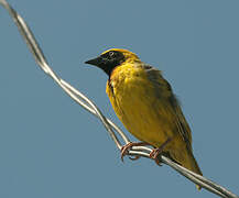 Speke's Weaver