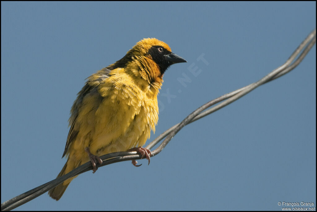 Speke's Weaver