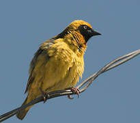 Speke's Weaver