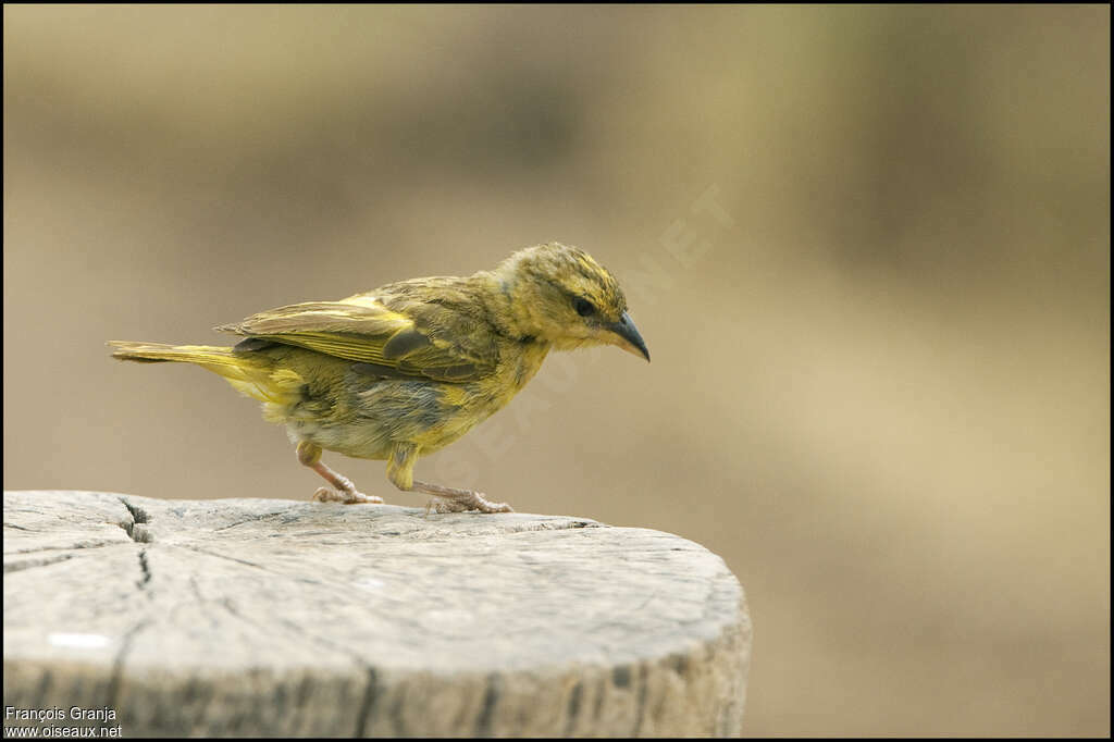 Tisserin de Taveta mâle juvénile, identification