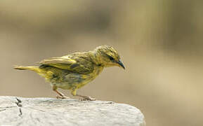 Taveta Weaver