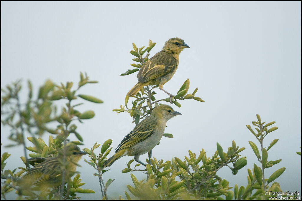 Taveta Weaver female