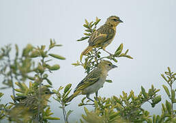 Taveta Weaver