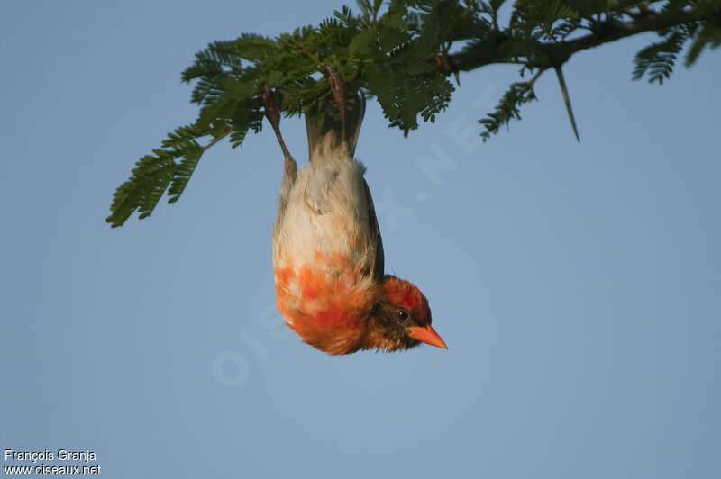 Red-headed Weaver male adult, Behaviour