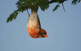 Red-headed Weaver