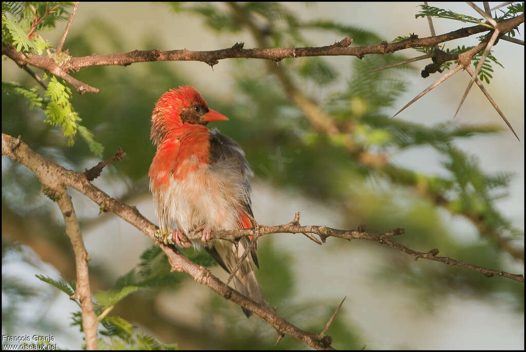 Red-headed Weaver male adult, pigmentation