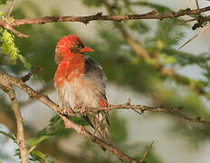 Red-headed Weaver