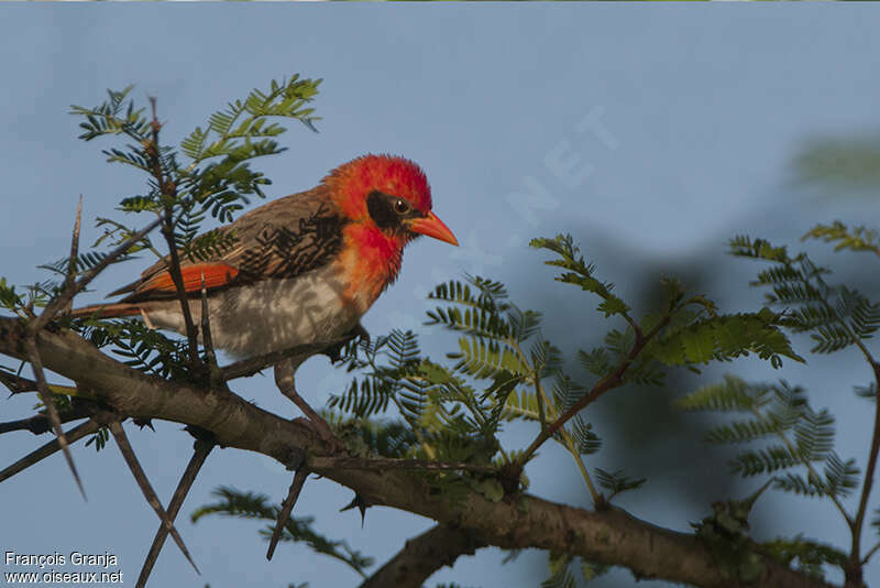 Tisserin écarlate mâle adulte nuptial, identification