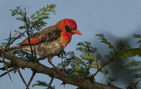 Red-headed Weaver