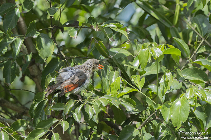 Red-headed Weaveradult