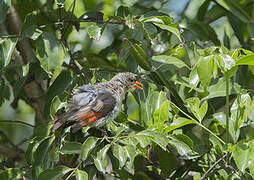 Red-headed Weaver