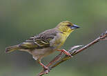 Tisserin gendarme