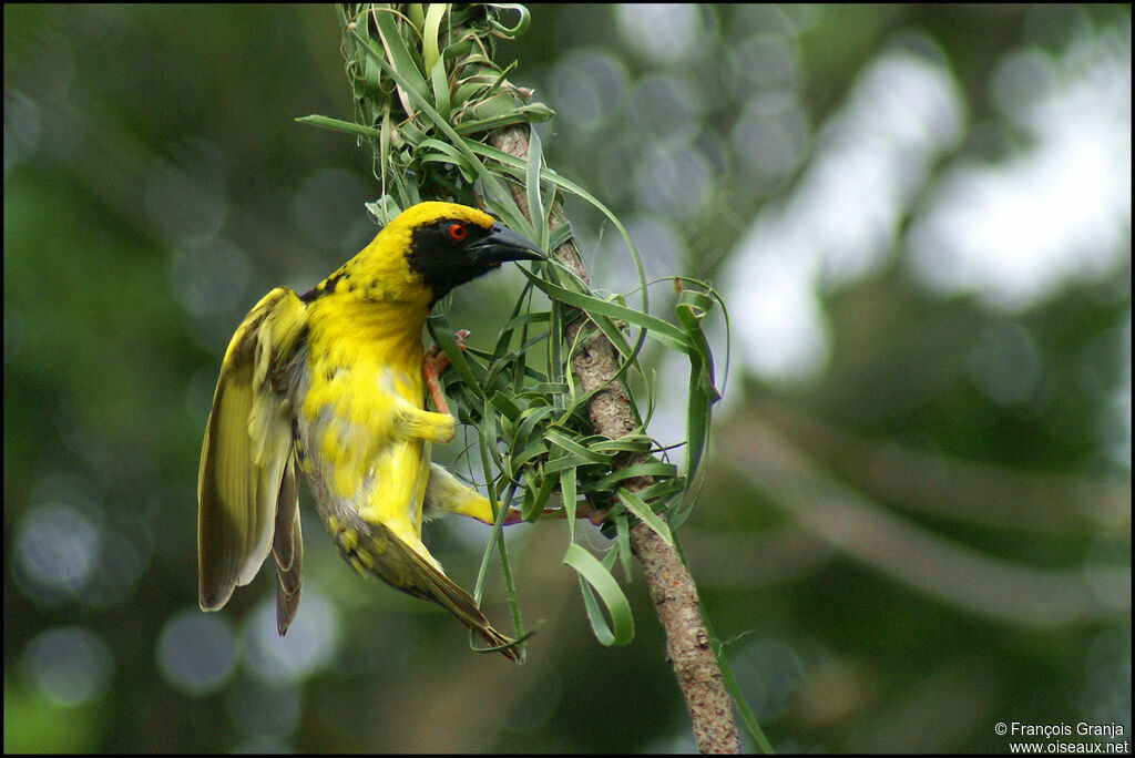 Village Weaver