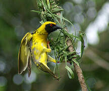 Village Weaver