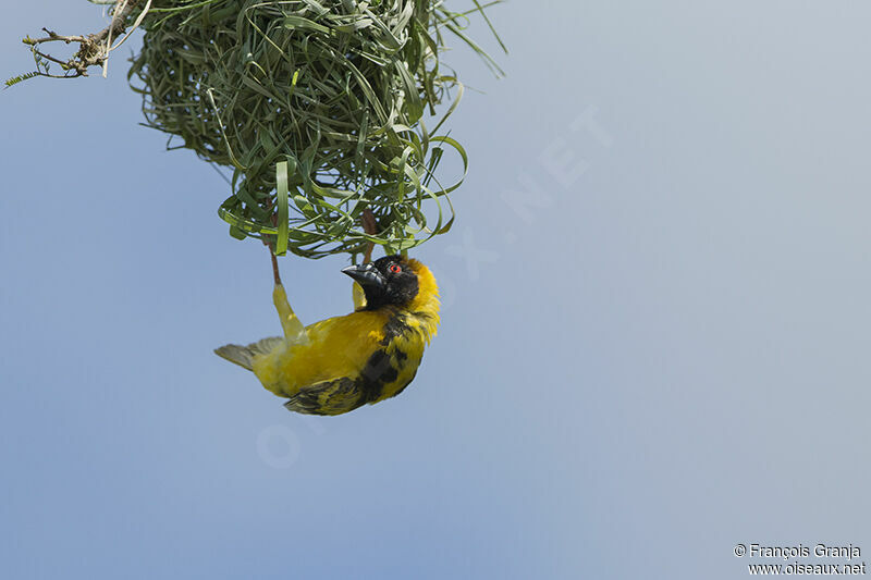 Village Weaver