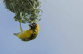 Village Weaver