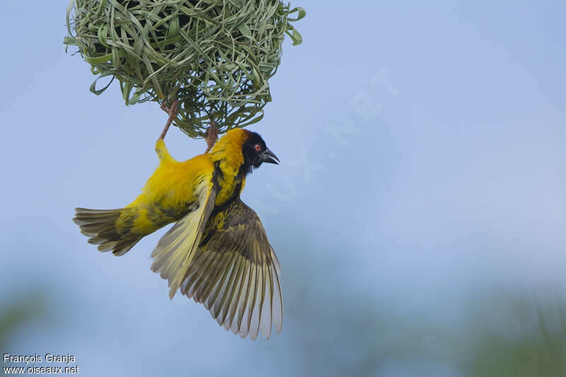 Village Weaver male adult breeding, Reproduction-nesting