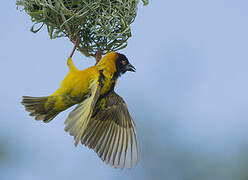 Village Weaver