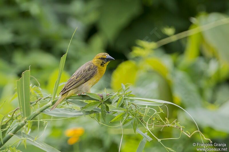 Village Weaver