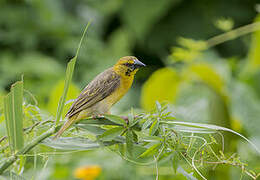 Village Weaver