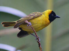 Lesser Masked Weaver