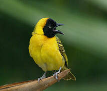 Lesser Masked Weaver