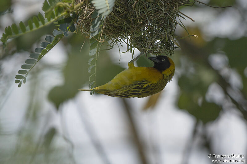 Lesser Masked Weaveradult