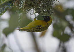 Lesser Masked Weaver