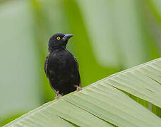 Vieillot's Black Weaver