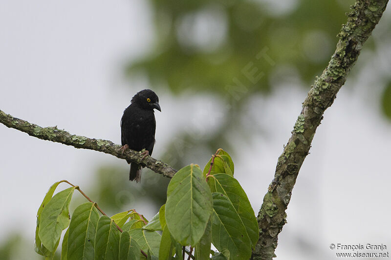 Vieillot's Black Weaveradult