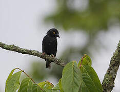 Vieillot's Black Weaver