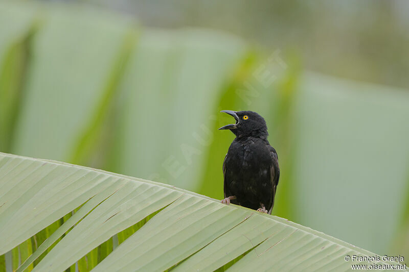 Vieillot's Black Weaveradult