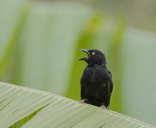 Vieillot's Black Weaver