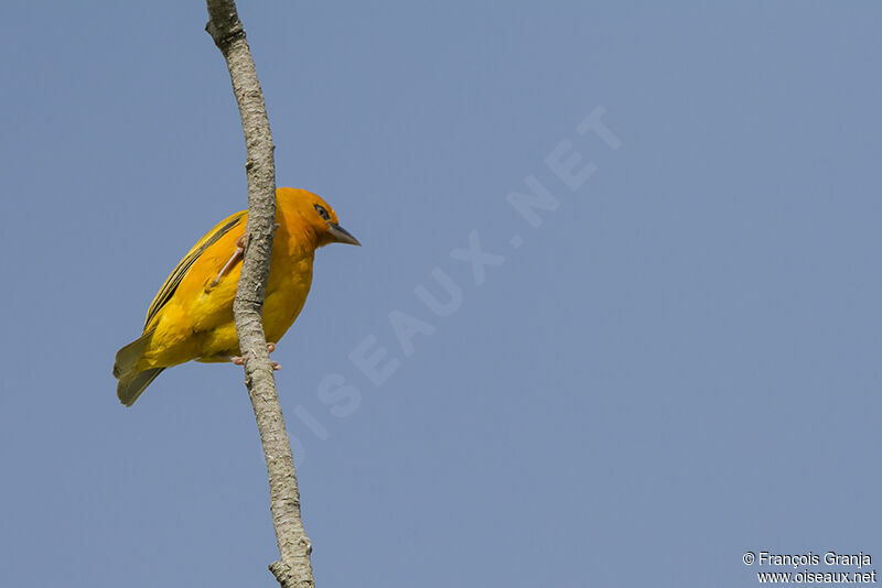 Orange Weaveradult