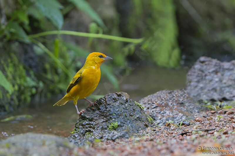 Orange Weaveradult