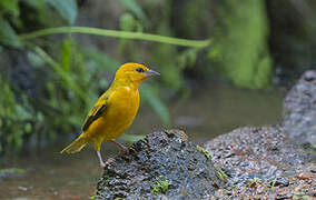 Orange Weaver