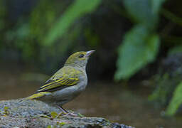 Orange Weaver