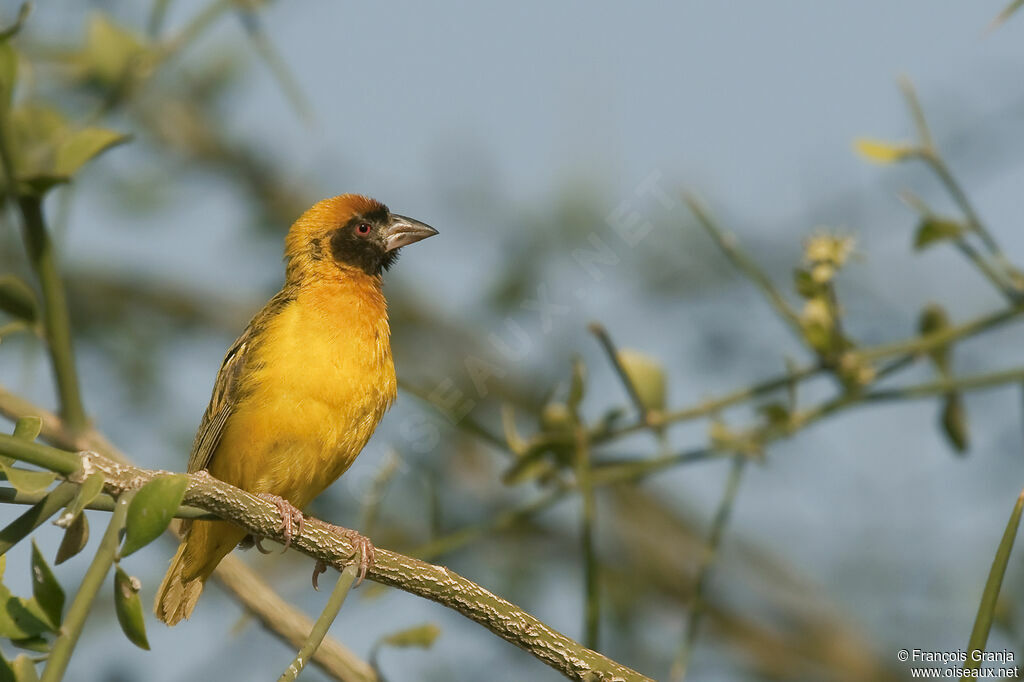 Vitelline Masked Weaver