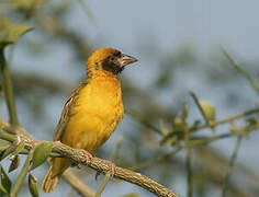 Vitelline Masked Weaver