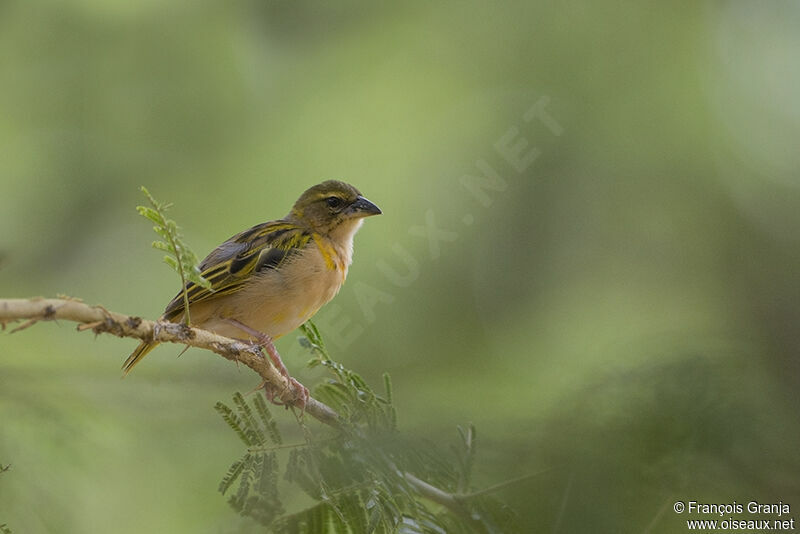 Vitelline Masked Weaver